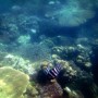 Морское сафари